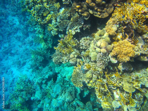 Coral reef in the Red Sea with fish