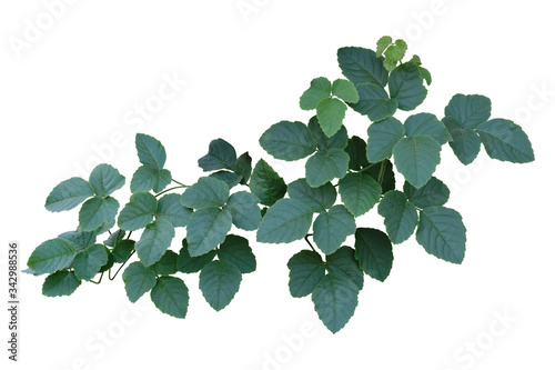 Fototapeta Vine Plant leaves tropic, bush foliage tree isolated on white background have cl
