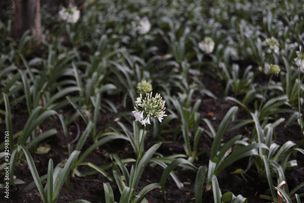 Obraz premium PLANTAS