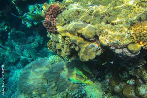 Coral reef in the Red Sea with fish