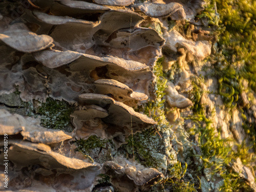 growths on an old tree trunk