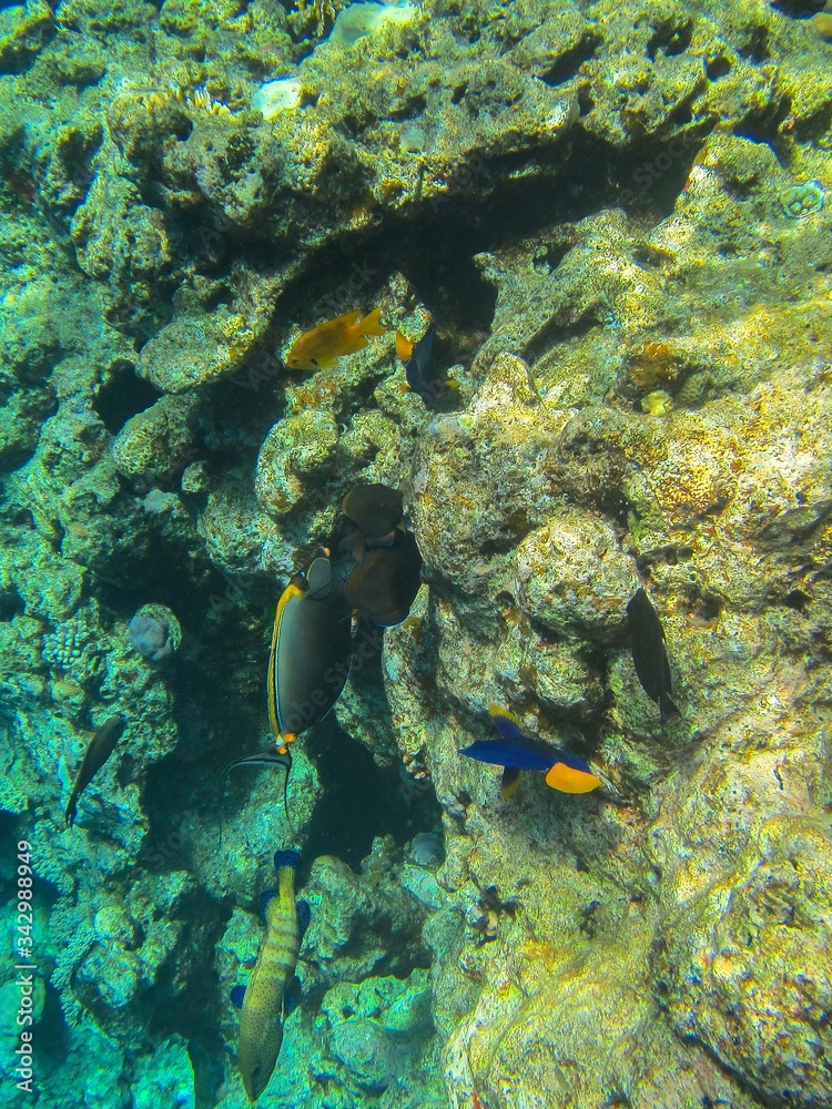 Coral reef in the Red Sea with fish Coral reef in the Red Sea with fish