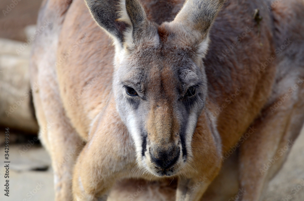カンガルーの顔 カンガルーの顔