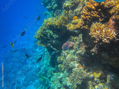 coral reef in the red sea