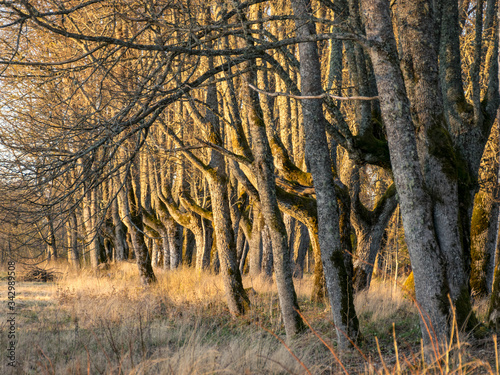 Фотография landscape with a beautiful wooden alley, the alley path has grown into the hall