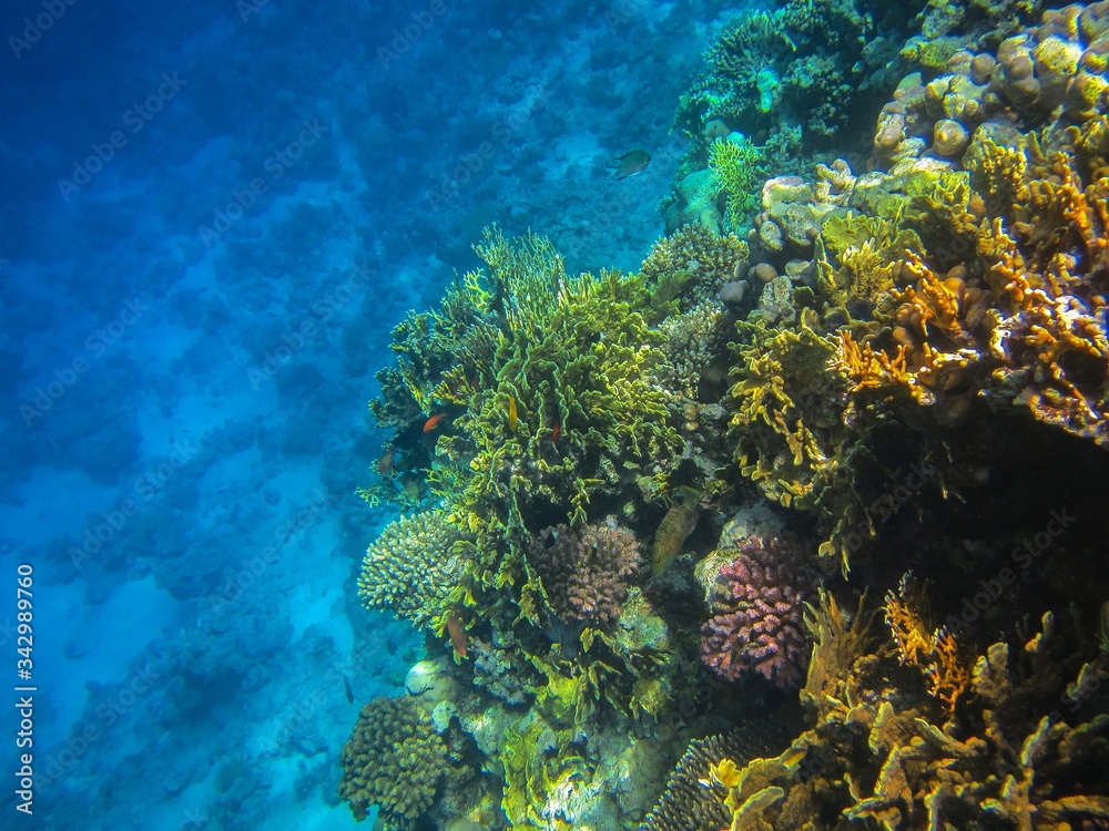 Fototapeta premium coral reef in the red sea