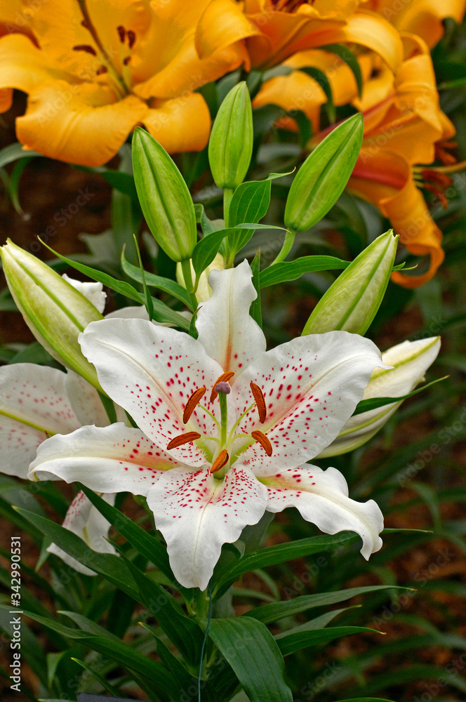 Obraz premium Flowering Lily 'Muscadet' in close up in a garden display