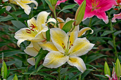 Flowering Lily 'Suncatcher' in close up in a garden display