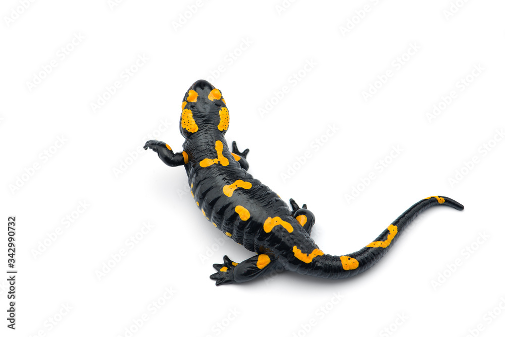 The fire salamander isolated on white background The fire salamander isolated on white background