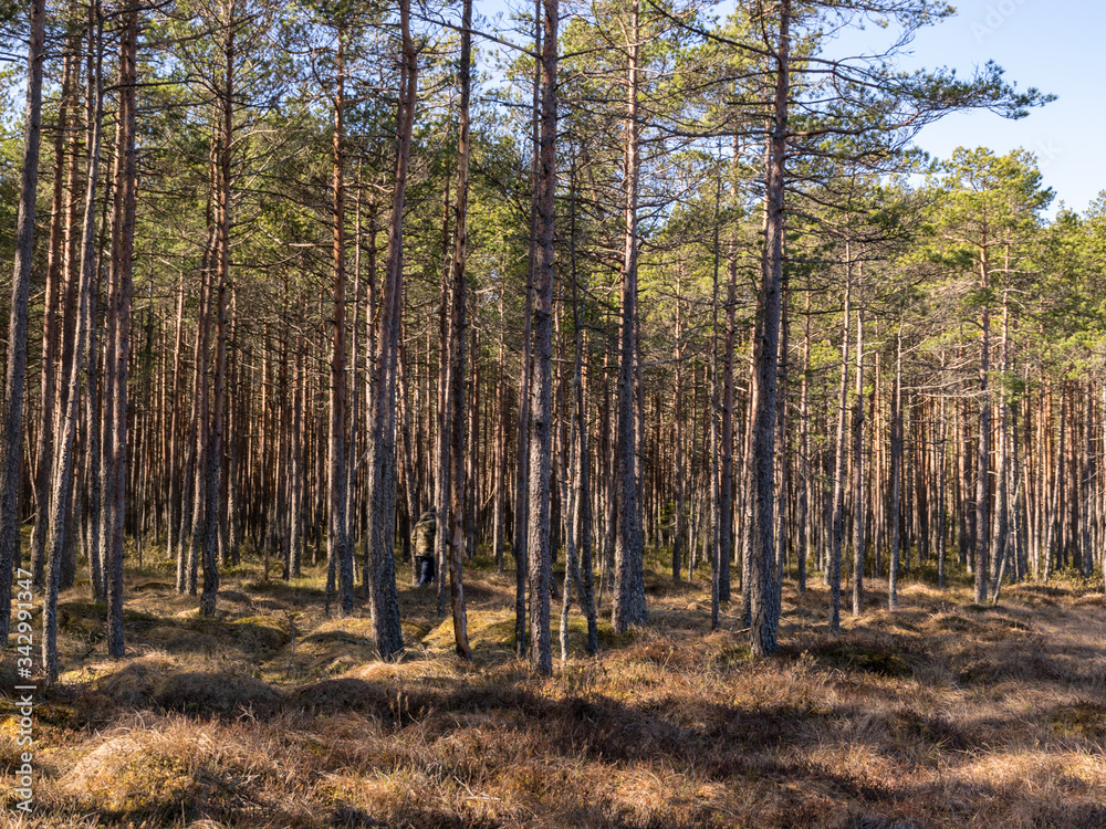 Fototapeta premium bog landscape with dry bog grass and tree silhouettes