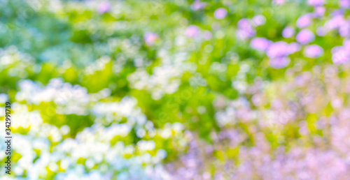 garden flower blurry background