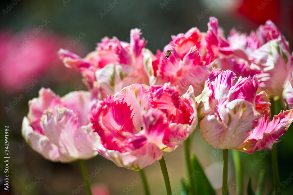 In Full Bloom. Tulips in garden in sunny day. Spring flowers. Gardening. In Full Bloom. Tulips in garden in sunny day. Spring flowers. Gardening.