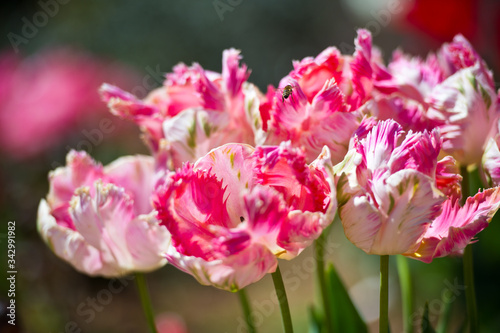 In Full Bloom. Tulips in garden in sunny day. Spring flowers. Gardening.