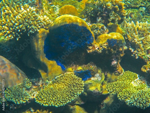 Fototapeta Naklejka Na Ścianę i Meble -  Coral reef with fish