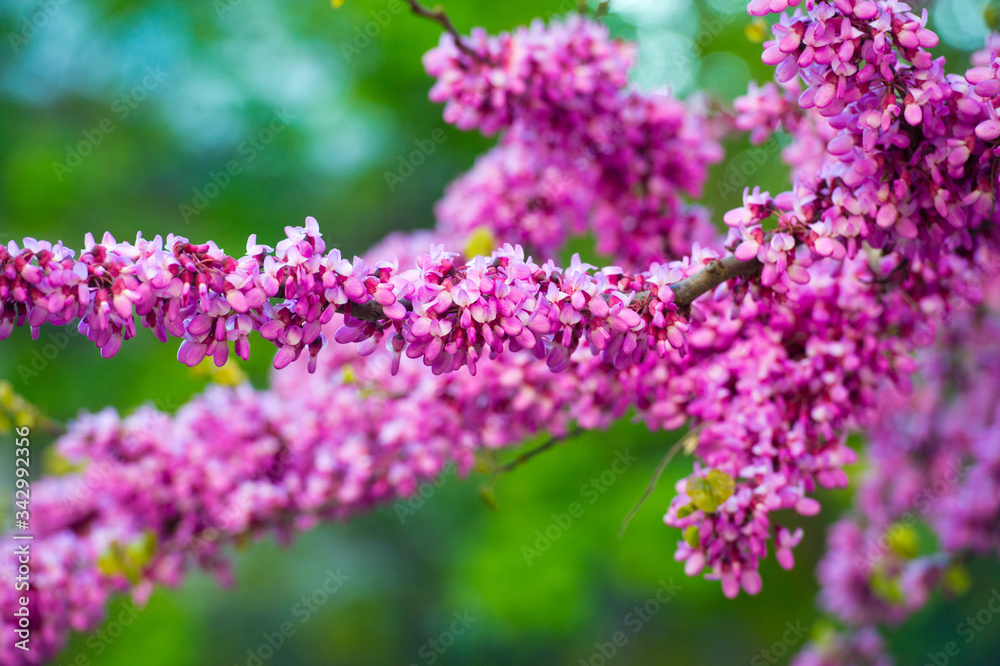 Cercis siliquastrum branches with pink flowers in spring. Judas tree Cercis siliquastrum branches with pink flowers in spring. Judas tree