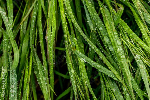 Drops of morning dew on green and lush grass