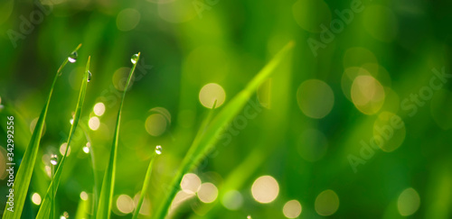 Beauty backgrounds with foliage, green grass, dew drops and bokeh, banner with copy space