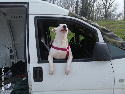 bull terrier cane in auto photo