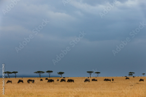 Herd of wildebeest in the savannah