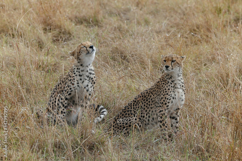 Two cheetah resting on the grass