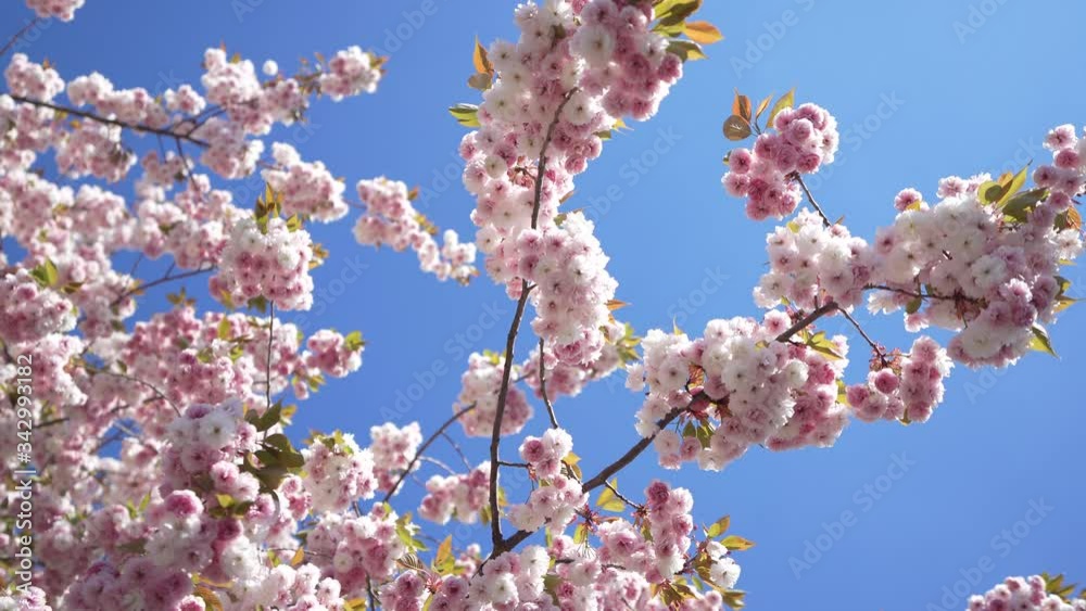 Nice Cherry blossom on a Japanese cherry tree in spring in germany with blue sky and sunshine Nice Cherry blossom on a Japanese cherry tree in spring in germany with blue sky and sunshine