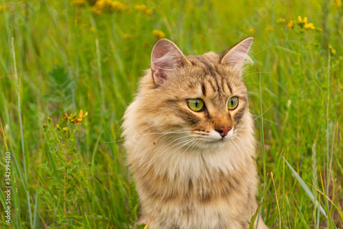 Striped brown cat walks and hunts in the green grass in the field. An animal in nature.