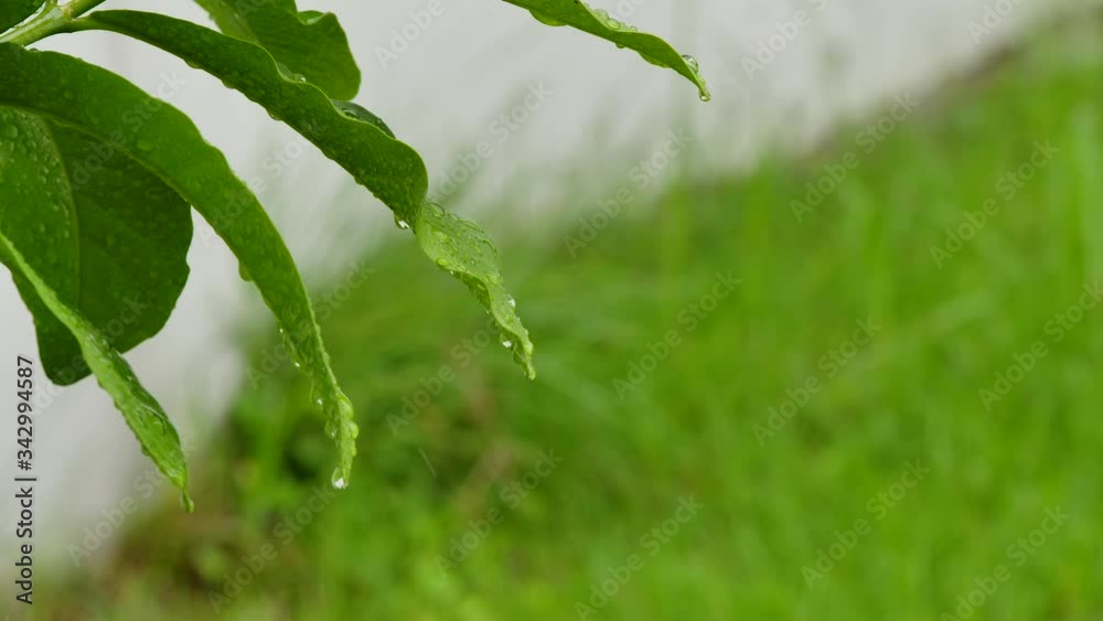 Movement of green leave with water drop from raining Movement of green leave with water drop from raining