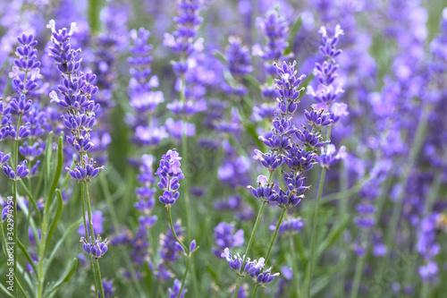Canvas Print Provence - lavender field