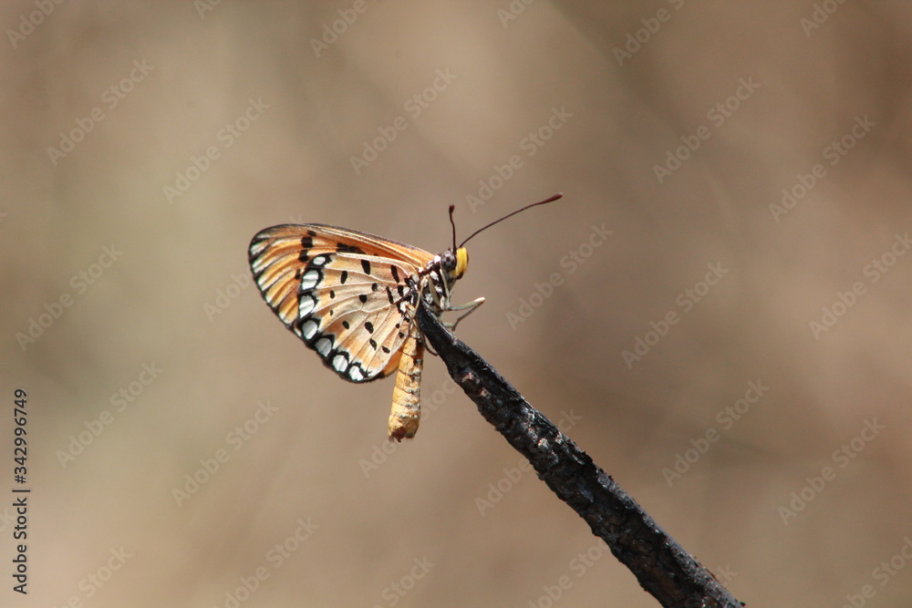 Obraz premium butterfly on a tree branch