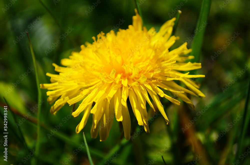 Close up of blooming yellow dandelion flowers (Taraxacum officinale) in garden on spring time. Detail of bright common dandelions in meadow at springtime. Used as a medical herb and food ingredient Close up of blooming yellow dandelion flowers (Taraxacum officinale) in garden on spring time. Detail of bright common dandelions in meadow at springtime. Used as a medical herb and food ingredient
