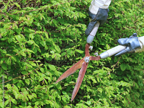 hand with gloves cuts the hedge with old rusty garden shears, trimming a hedge with garden scissors