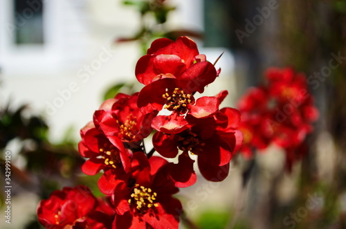 Blooming henomeles (flowering quince, Japanese quince), a genus of thorny shrubs, native to East Asia in Japan, China and Korea. Sunny summer day. photo