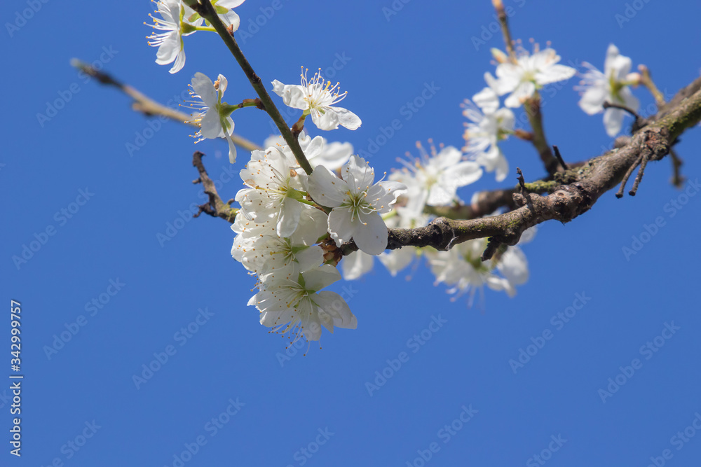 Plum tree blossom set against a blue sky Plum tree blossom set against a blue sky