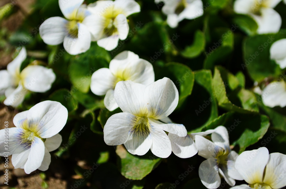 Macro photo of violet flower.Blooming violet with white petals. Violet grows in a clearing on a background of grass and plants Macro photo of violet flower.Blooming violet with white petals. Violet grows in a clearing on a background of grass and plants