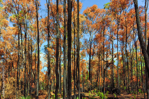 Blackened and scorched eucalyptus trees. Regrowth has begun with new tree ferns in the undergrowth. Lane Poole Reserve Jarrah trees with fire damage.