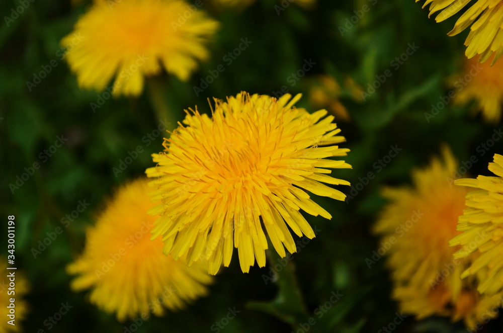 Close up of blooming yellow dandelion flowers (Taraxacum officinale) in garden on spring time. Detail of bright common dandelions in meadow at springtime. Used as a medical herb and food ingredient Close up of blooming yellow dandelion flowers (Taraxacum officinale) in garden on spring time. Detail of bright common dandelions in meadow at springtime. Used as a medical herb and food ingredient