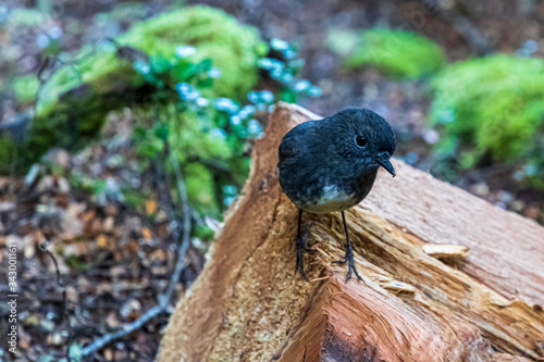 Robin, small bird near Kepler track in New Zealand