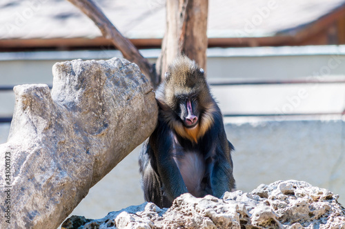 Singe mandrill. photo