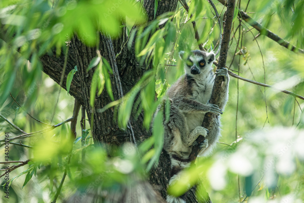 Fototapeta premium Zoo - lemurs