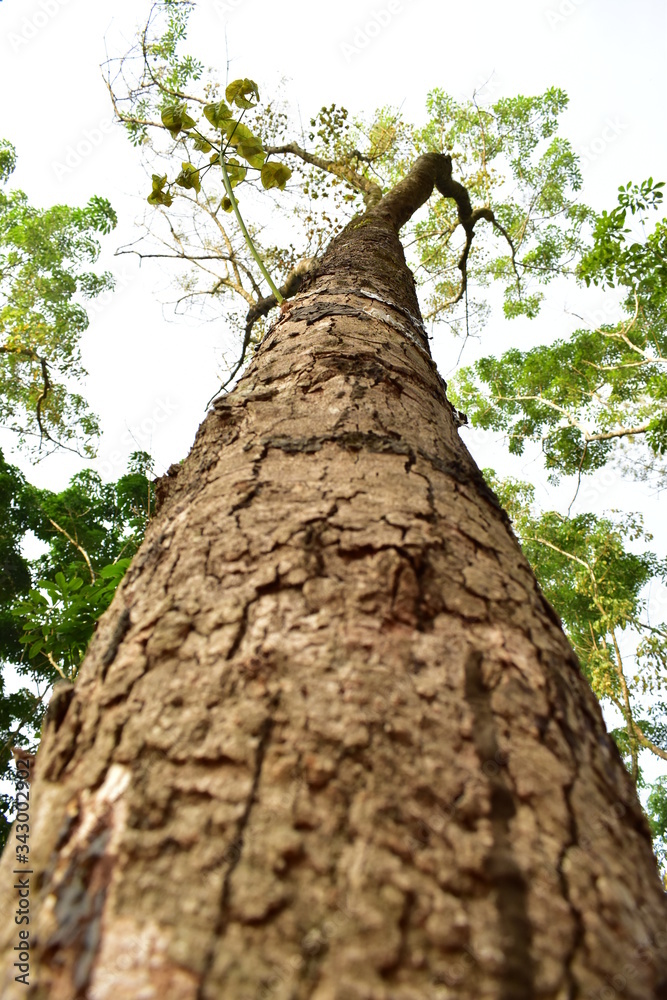 Fototapeta premium trunk of a tree