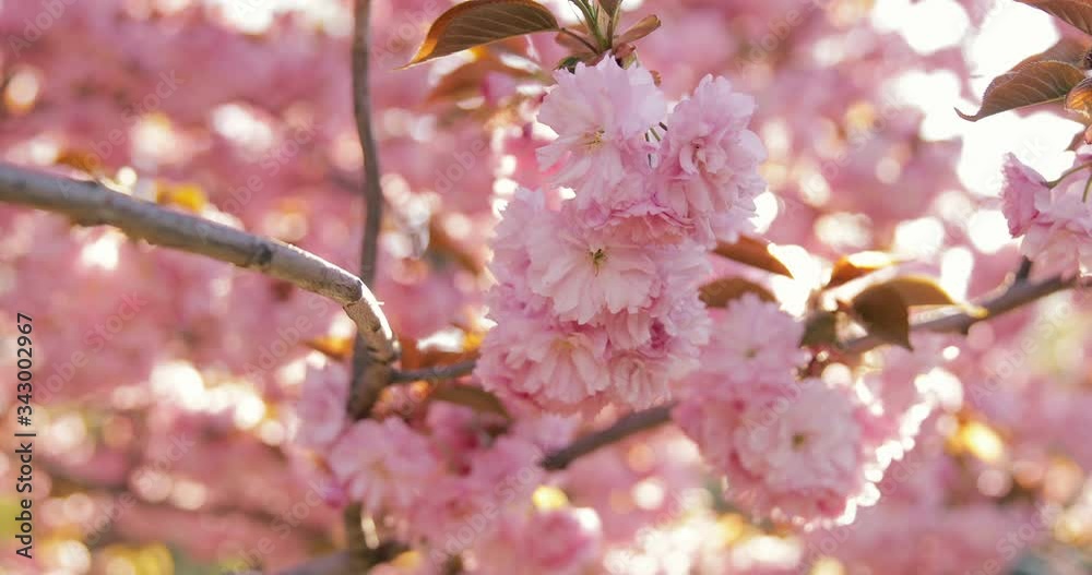 Closeup video of flowers during the annual cherry blossom season in Washington DC. Closeup video of flowers during the annual cherry blossom season in Washington DC.