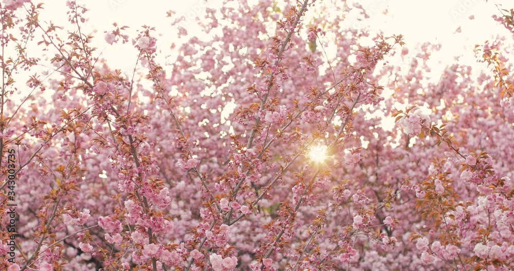 Beautiful pink Japanese Sakura/Cherry Blossom trees in full bloom in the historical city of Kyoto, Japan. Beautiful pink Japanese Sakura/Cherry Blossom trees in full bloom in the historical city of Kyoto, Japan.