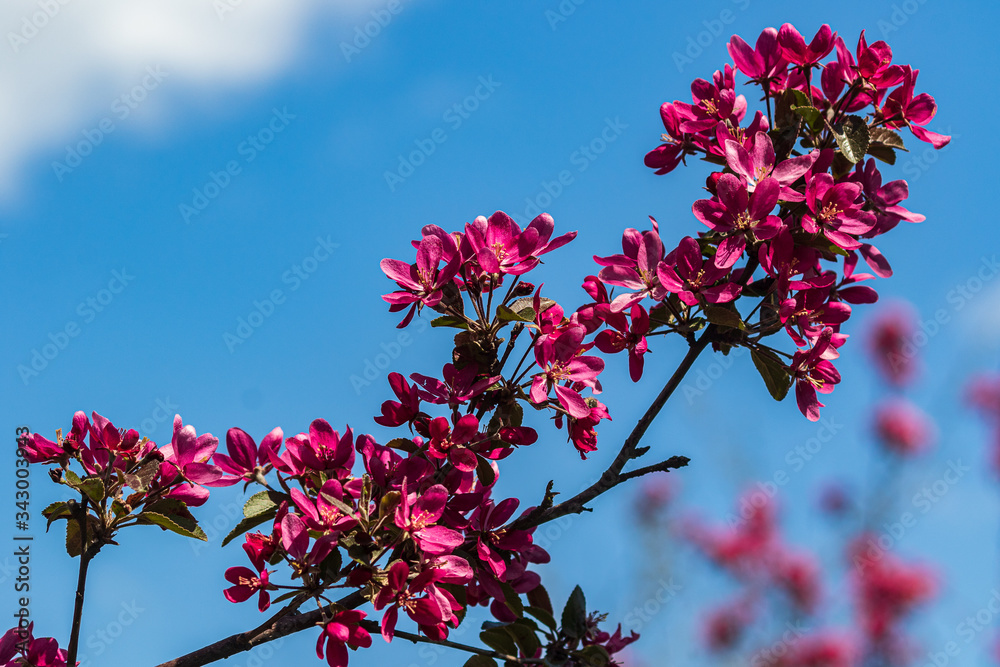 Spring blooming of pink sakura. Bright cherry against the blue sky in spring. Spring holiday card. Spring blooming of pink sakura. Bright cherry against the blue sky in spring. Spring holiday card.