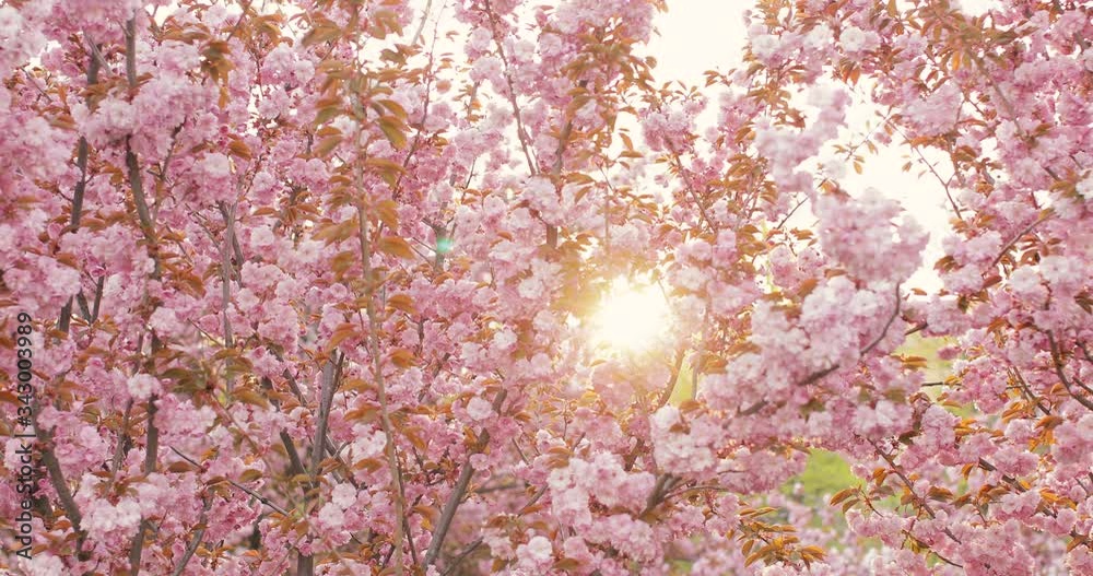 Sakura spring flowers. Spring blossom background. Beautiful nature scene with blooming peach tree over mountains and sun flare. Japanese garden. Sunny day. Abstract blurred background. Slow motion Sakura spring flowers. Spring blossom background. Beautiful nature scene with blooming peach tree over mountains and sun flare. Japanese garden. Sunny day. Abstract blurred background. Slow motion