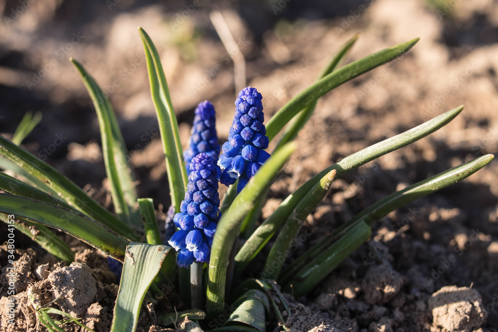 Obraz premium Macro photo of a spring plant flower Muscari armeniacum.