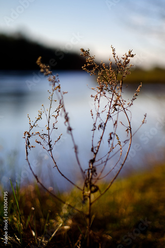 Bush with a blurred background and river 