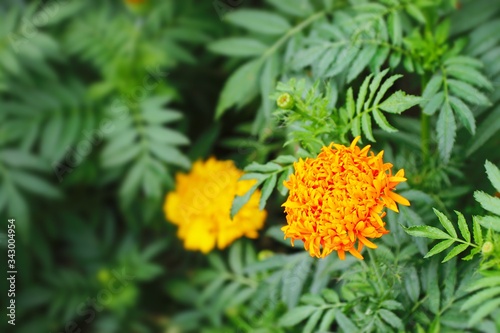 yellow African Marigold flowers in the garden.