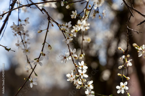 Slika na platnu Prunus spinosa, called blackthorn or sloe, in full bloom on a sunny spring day