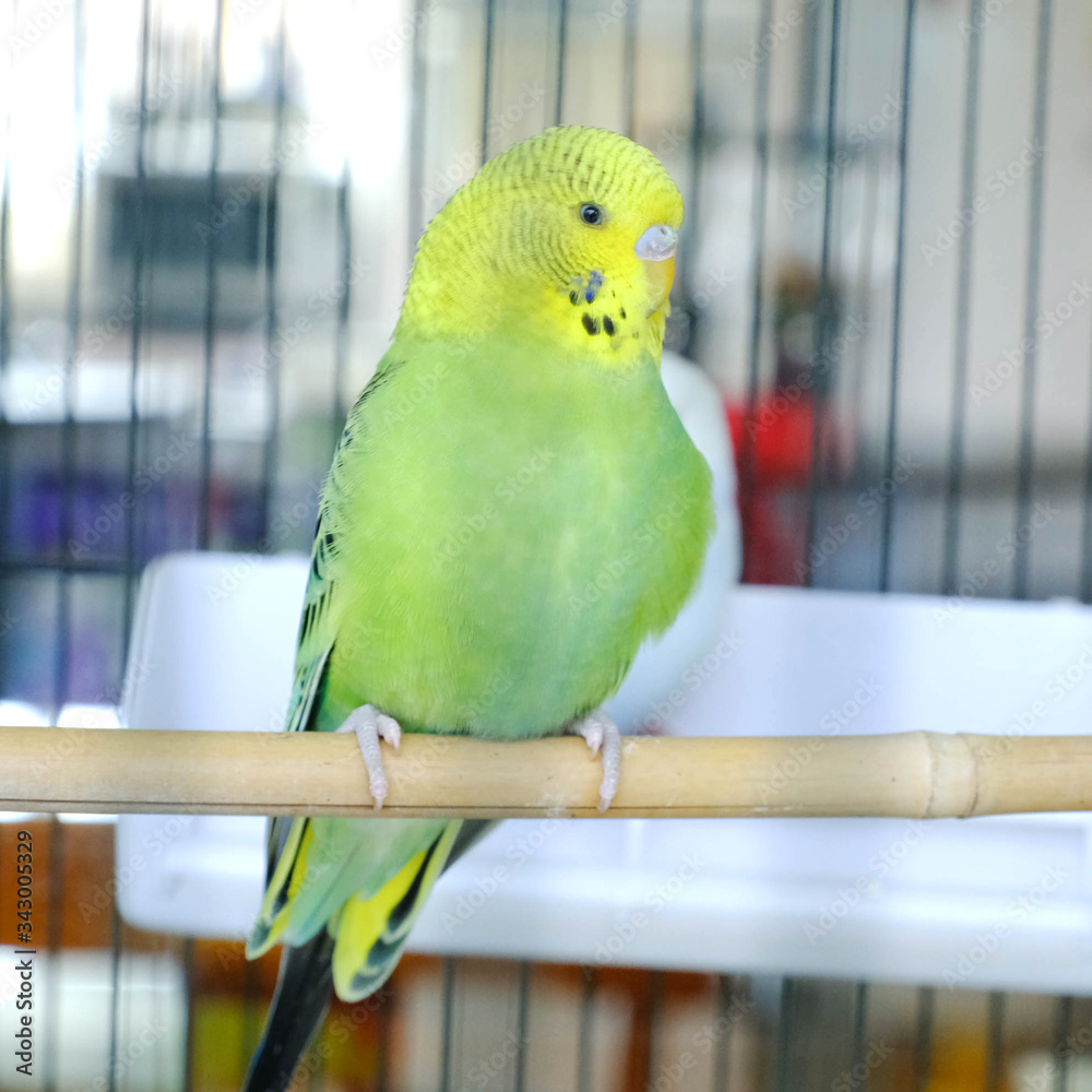 Obraz premium Budgie sitting on the wooden stick in cage. beautiful parrot lovebird 