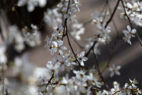 Prunus spinosa, called blackthorn or sloe, in full bloom on a sunny spring day. © Agnese